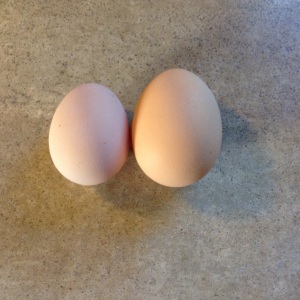 Side by Side with a Barred Rock egg